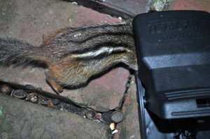 Chipmunk caught in a snap trap.