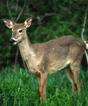Deer