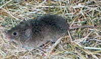 Prairie Vole