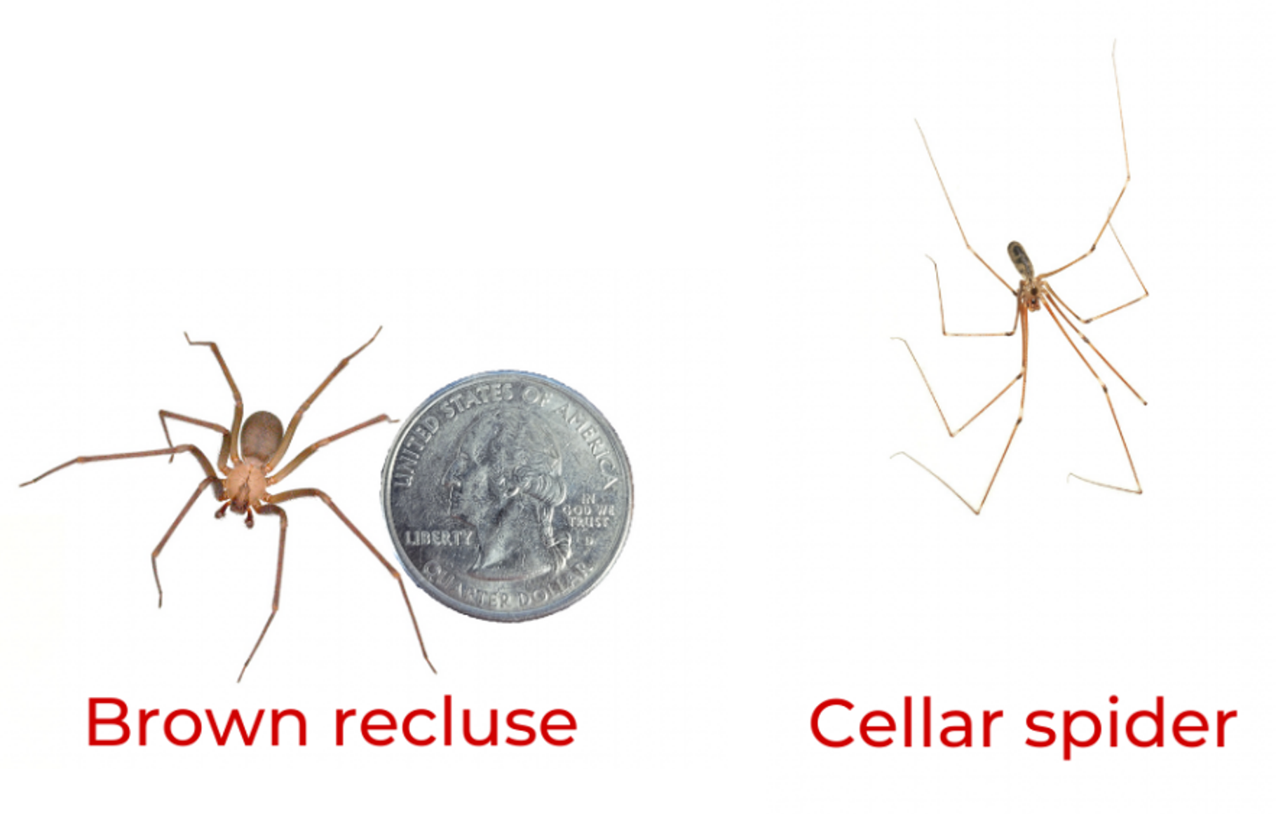 Brown Recluse and Cellar Spider