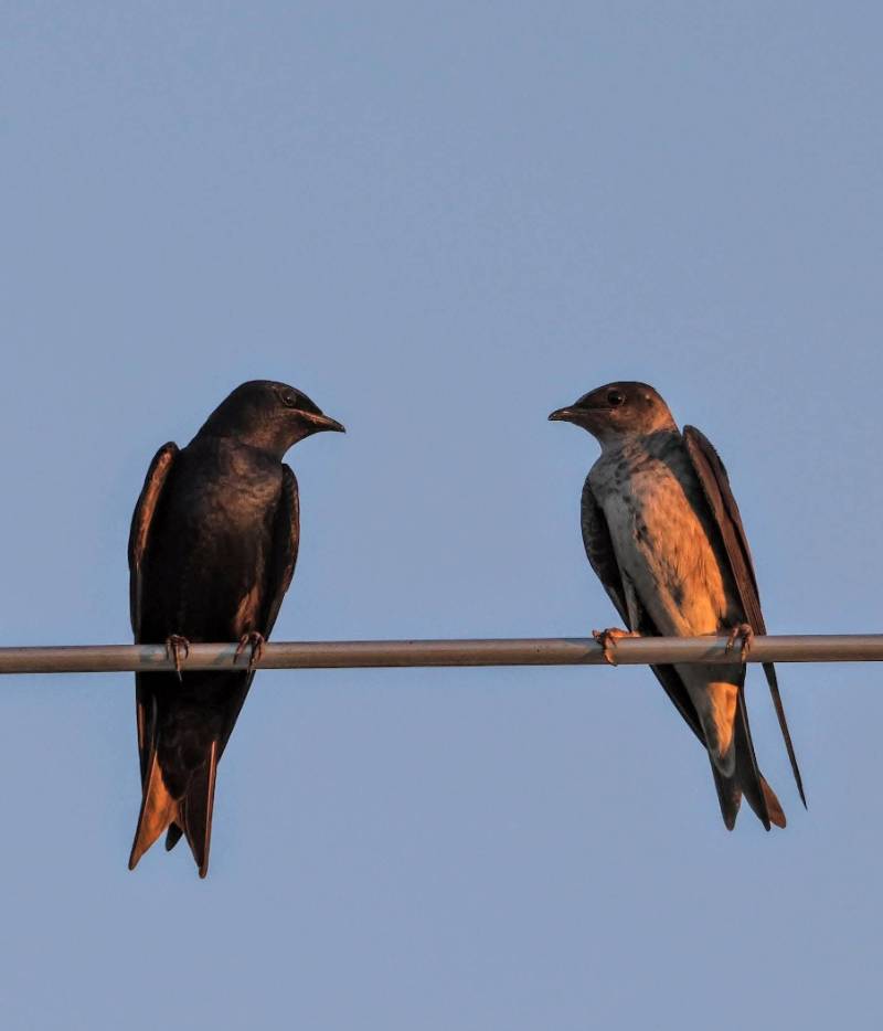 a nesting pair of Purple Martins