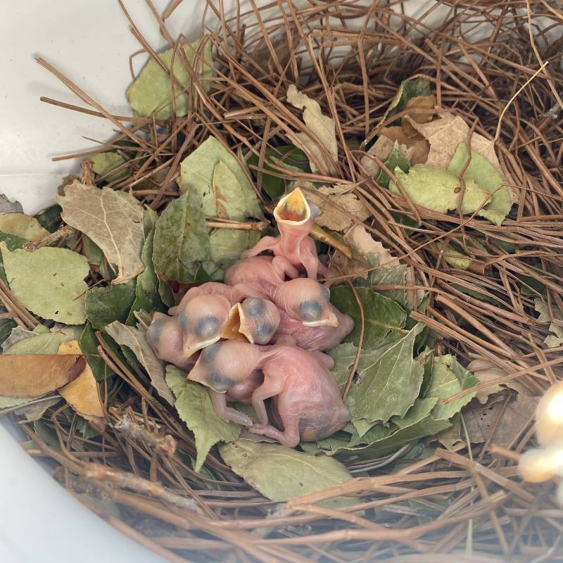 Purple Martin chicks